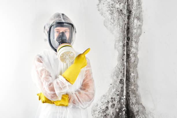 Environmental Consulting for Mold Prevention in Ivanhoe, TX